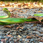 Green Rough Snake