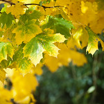 Lime Lemon Colored Leaves
