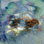 Rockpool