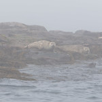 Harbor Seals