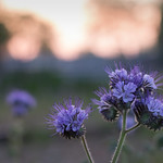 Phacelia at sunrise - Spring 2016