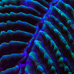 Blue coral- Okinawa, Japan