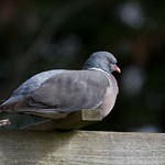 Comfortable Woodpigeon