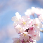 Sakura -- Cherry Blossom
