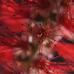 Bottlebrush flowers exclaim Spring!
