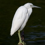 BH1Q8293 (2)[Explored]