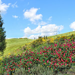 Primavera Toscana