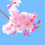 Double-Flowered Weeping Japanese Cherry ( Yaebenishidare) : ヤエベニシダレ（八重紅枝垂）