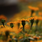 WARM GREETINGS FRIENDS