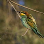 European Bee-eater