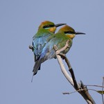 Rainbow bee eaters.