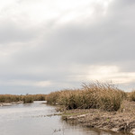 Honey Island Swamp 2