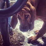 #bloodhound