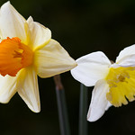 Narcissus