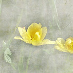 Flowers are the sweetest things God ever made and forgot to put a soul into... Henry Ward Beecher