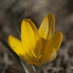 First flower of Spring