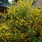 Ranunkelstrauch - Kerria