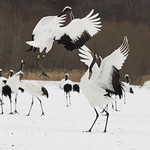 Red_Capped_Dance_NE_WEB_1659