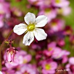 A little visitor on a little flower.