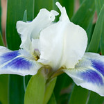 Iris 'Blue Pools'