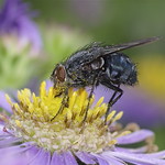 Bluebottle-Calliphora