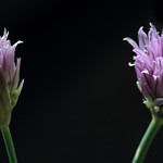 The Chives Dialogue