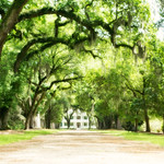 Southern Plantations Live Oak Trees