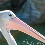 Bye Bye Miss American Pie