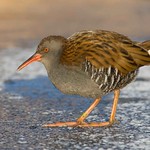 Waterral - Water Rail - Rallus aquaticus