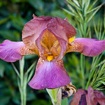 Wild iris (Explore 28-Apr-2015)