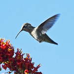 Anna's Hummingbird -- Female (Calypte anna); Catalina, AZ [Lou Feltz]