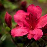 azalea bloom