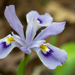 Iris cristata