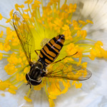 Hoverfly and the Dog Rose