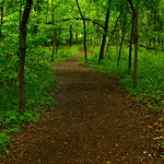 Into the Woods - (Parkville Nature Sanctuary) Explore