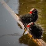 Baby Moorhen