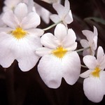 Miltoniopsis vexillaria cuasialba Carolina OKF