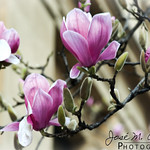 San Sebastian / Donostia. Magnolia &times; soulangeana.