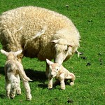 Perendale with her twins