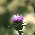 Thistle