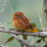 Glaucidium jardinii Andean pygmy-owl Buh&iacute;to andino