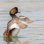 Black-necked Grebe.........