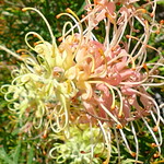 Grevillea sp.