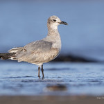 Laughing Gull (Leucophaeus atricilla)