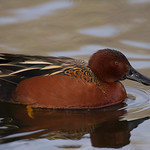 Cinnamon Teal