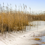 Winter Salt Marsh