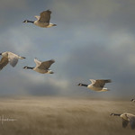 Geese, coming in for a landing...
