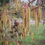 Catkins of the Alder tree