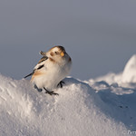 Plectrophane des neiges-7384.jpg