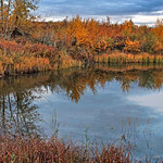 An Autumn Pond at Cochrane's Riverfront Park in Alberta Canada
